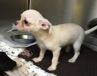 Illustration de l'article : Un chiot Chihuahua a été retrouvé abandonné dans un parc, grelottant dans une serviette