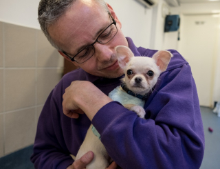 Illustration de l'article : Un chiot Chihuahua a été retrouvé abandonné dans un parc, grelottant dans une serviette