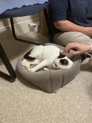 Illustration de l'article : Après avoir parcouru 7 000 km pour avoir le bonheur d’intégrer une famille, ce chat prend peur à l’aéroport et voit son rêve lui échapper