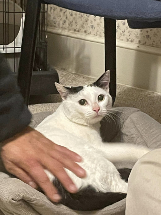 Illustration de l'article : Après avoir parcouru 7 000 km pour avoir le bonheur d’intégrer une famille, ce chat prend peur à l’aéroport et voit son rêve lui échapper