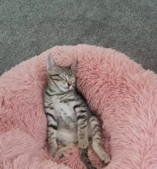 Illustration de l'article : 8 photos de chats qui ont trouvé le spot parfait et n'en bougeront pas d'un iota