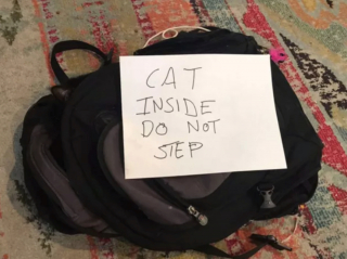 Illustration de l'article : 8 photos de chats qui ont trouvé le spot parfait et n'en bougeront pas d'un iota