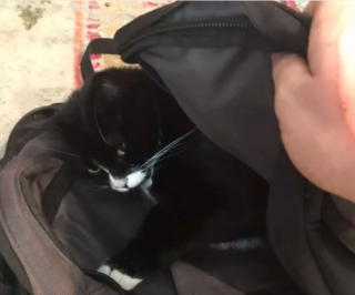 Illustration de l'article : 8 photos de chats qui ont trouvé le spot parfait et n'en bougeront pas d'un iota