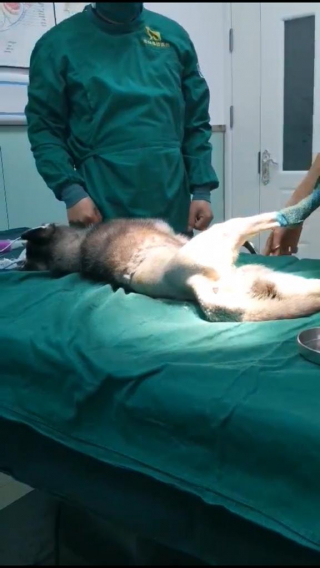 Illustration de l'article : Un couple dépense des milliers d’euros pour sauver un Husky qui s’est échappé d’un camion de viande de chien en Chine