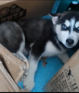 Illustration de l'article : Un couple dépense des milliers d’euros pour sauver un Husky qui s’est échappé d’un camion de viande de chien en Chine