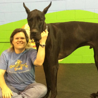 Illustration de l'article : Après le passage d’une tornade, la propriétaire d’une pension canine appelle à l’aide pour aider ses 11 chiens, restés au chenil