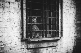 Illustration de l'article : 20 superbes photos en noir et blanc de chats dont le coin favori est la fenêtre