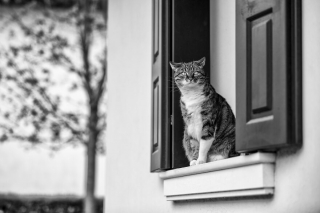 Illustration de l'article : 20 superbes photos en noir et blanc de chats dont le coin favori est la fenêtre