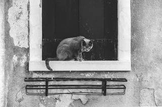 Illustration de l'article : 20 superbes photos en noir et blanc de chats dont le coin favori est la fenêtre