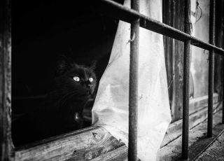 Illustration de l'article : 20 superbes photos en noir et blanc de chats dont le coin favori est la fenêtre