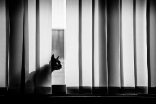 Illustration de l'article : 20 superbes photos en noir et blanc de chats dont le coin favori est la fenêtre