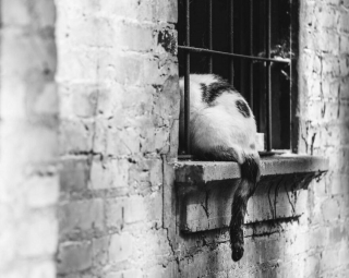 Illustration de l'article : 20 superbes photos en noir et blanc de chats dont le coin favori est la fenêtre