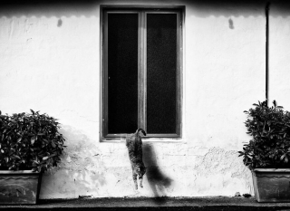 Illustration de l'article : 20 superbes photos en noir et blanc de chats dont le coin favori est la fenêtre