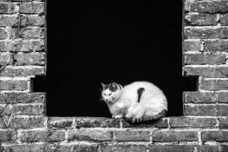 Illustration de l'article : 20 superbes photos en noir et blanc de chats dont le coin favori est la fenêtre