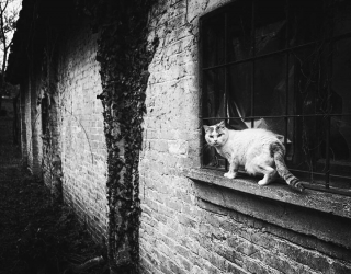 Illustration de l'article : 20 superbes photos en noir et blanc de chats dont le coin favori est la fenêtre