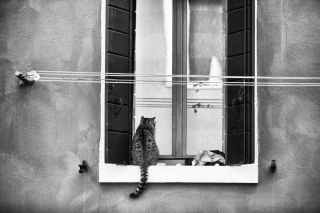 Illustration de l'article : 20 superbes photos en noir et blanc de chats dont le coin favori est la fenêtre