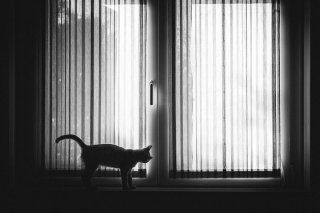 Illustration de l'article : 20 superbes photos en noir et blanc de chats dont le coin favori est la fenêtre