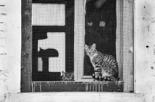 Illustration de l'article : 20 superbes photos en noir et blanc de chats dont le coin favori est la fenêtre