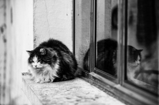 Illustration de l'article : 20 superbes photos en noir et blanc de chats dont le coin favori est la fenêtre