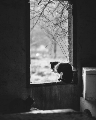 Illustration de l'article : 20 superbes photos en noir et blanc de chats dont le coin favori est la fenêtre