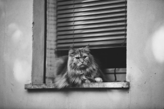 Illustration de l'article : 20 superbes photos en noir et blanc de chats dont le coin favori est la fenêtre