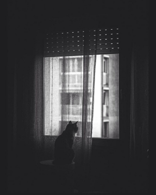 Illustration de l'article : 20 superbes photos en noir et blanc de chats dont le coin favori est la fenêtre