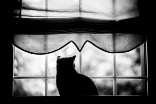 Illustration de l'article : 20 superbes photos en noir et blanc de chats dont le coin favori est la fenêtre