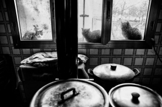 Illustration de l'article : 20 superbes photos en noir et blanc de chats dont le coin favori est la fenêtre