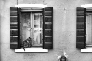 Illustration de l'article : 20 superbes photos en noir et blanc de chats dont le coin favori est la fenêtre