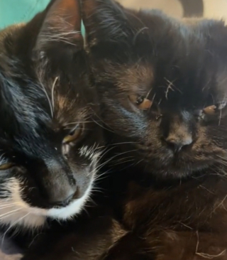Illustration de l'article : Une chatte dont les petits sont décédés s’occupe d’un autre chaton comme si c’était le sien (vidéo)