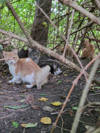 Illustration de l'article : Le résident d’une maison se fait expulser, laissant derrière lui près de 70 chats errants