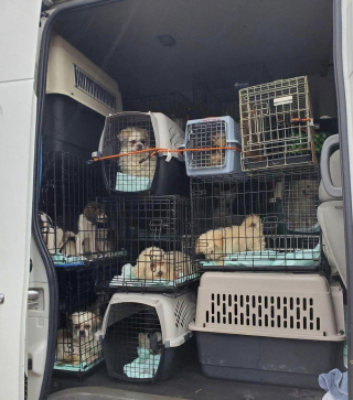 Illustration de l'article : Un refuge transforme les dons de chaussures en soins pour les canidés rescapés