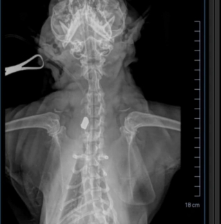 Illustration de l'article : Le combat d'OJ, le chat errant sauvé d'une balle et adopté par une famille aimante