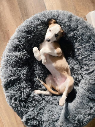 Illustration de l'article : 20 photos de Whippets aidant à comprendre pourquoi les inconditionnels de ces chiens les trouvent si attachants