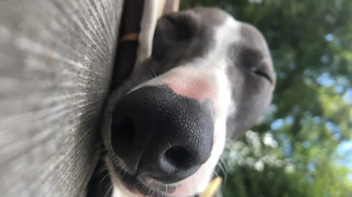 Illustration de l'article : 20 photos de Whippets aidant à comprendre pourquoi les inconditionnels de ces chiens les trouvent si attachants