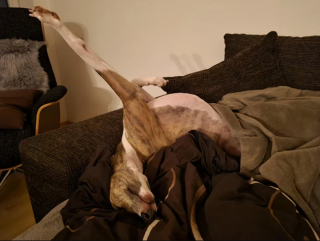 Illustration de l'article : 20 photos de Whippets aidant à comprendre pourquoi les inconditionnels de ces chiens les trouvent si attachants
