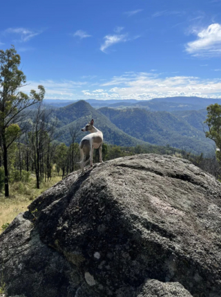 Illustration de l'article : 20 photos de Whippets aidant à comprendre pourquoi les inconditionnels de ces chiens les trouvent si attachants