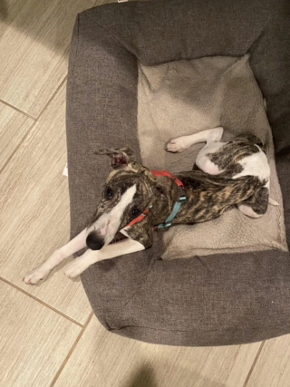 Illustration de l'article : 20 photos de Whippets aidant à comprendre pourquoi les inconditionnels de ces chiens les trouvent si attachants