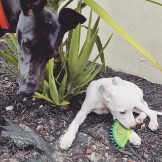 Illustration de l'article : 20 photos de Whippets aidant à comprendre pourquoi les inconditionnels de ces chiens les trouvent si attachants