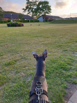Illustration de l'article : 20 photos de Whippets aidant à comprendre pourquoi les inconditionnels de ces chiens les trouvent si attachants