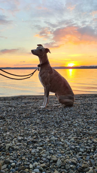 Illustration de l'article : 20 photos de Whippets aidant à comprendre pourquoi les inconditionnels de ces chiens les trouvent si attachants