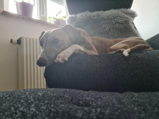 Illustration de l'article : 20 photos de Whippets aidant à comprendre pourquoi les inconditionnels de ces chiens les trouvent si attachants