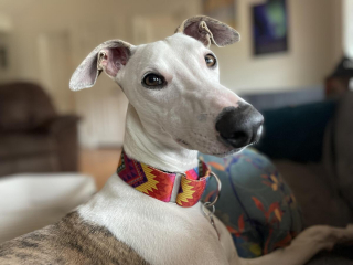 Illustration de l'article : 20 photos de Whippets aidant à comprendre pourquoi les inconditionnels de ces chiens les trouvent si attachants