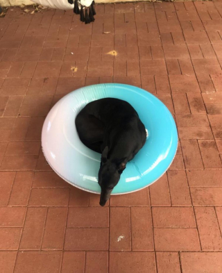 Illustration de l'article : 20 photos de Whippets aidant à comprendre pourquoi les inconditionnels de ces chiens les trouvent si attachants