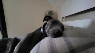 Illustration de l'article : 20 photos de Whippets aidant à comprendre pourquoi les inconditionnels de ces chiens les trouvent si attachants