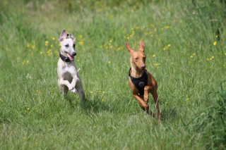 Illustration de l'article : 20 photos de Whippets aidant à comprendre pourquoi les inconditionnels de ces chiens les trouvent si attachants