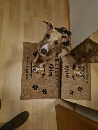 Illustration de l'article : 20 photos de Whippets aidant à comprendre pourquoi les inconditionnels de ces chiens les trouvent si attachants