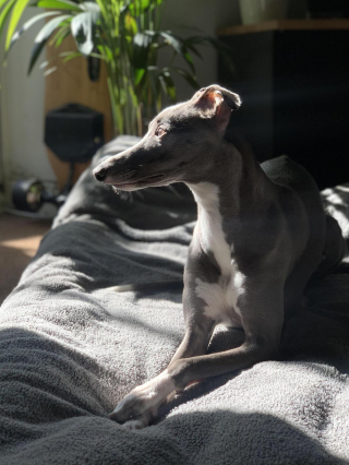 Illustration de l'article : 20 photos de Whippets aidant à comprendre pourquoi les inconditionnels de ces chiens les trouvent si attachants