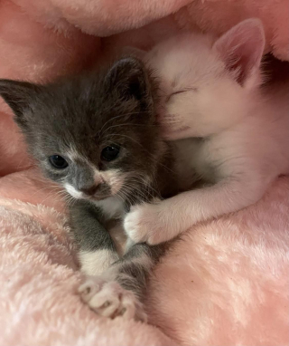 Illustration de l'article : Rescapés d’une tempête, ces 2 chatons se sont serré les coudes et se sont accrochés à la vie ensemble