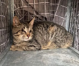 Illustration de l'article : Ce chaton aveugle peut enfin souffler un peu et vivre sereinement depuis qu’il a été sorti de la rue